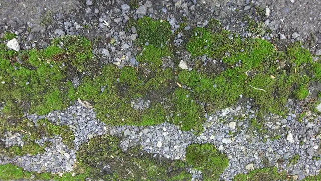 玄関まわりや外構に付着した苔汚れ